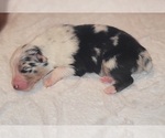 Puppy Puppy 3 Australian Shepherd