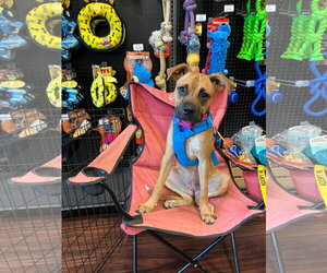 Willow - Female Boxer Dog for Adoption - Photo #2
