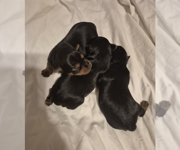 Medium Photo #1 Yorkshire Terrier Puppy For Sale in LA PUENTE, CA, USA