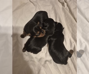 Yorkshire Terrier Puppy for sale in LA PUENTE, CA, USA