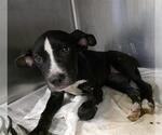 Small Labrador Retriever Mix