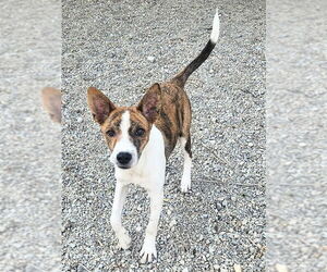 Basenji-Unknown Mix Dogs for adoption in Salt Lake City, UT, USA