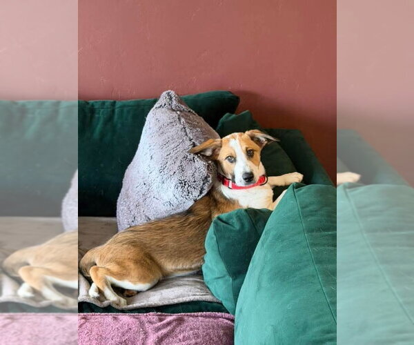 Medium Photo #1 Mutt Puppy For Sale in New London, WI, USA