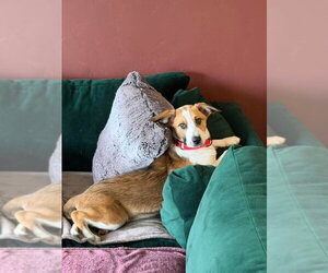 Mutt Dogs for adoption in New London, WI, USA