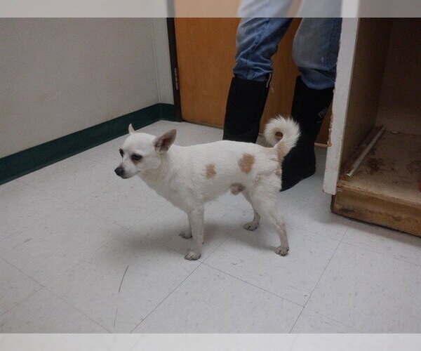 Medium Photo #1 Chihuahua-Unknown Mix Puppy For Sale in Oroville, CA, USA