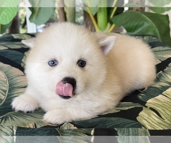 Medium Photo #6 Pomsky-Siberian Husky Mix Puppy For Sale in WINDERMERE, FL, USA