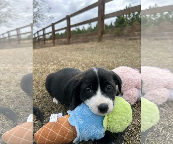 Medium Photo #3 Mutt Puppy For Sale in Tarrytown, GA, USA