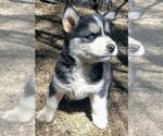 Small Photo #7 Siberian Husky Puppy For Sale in TUCSON, AZ, USA