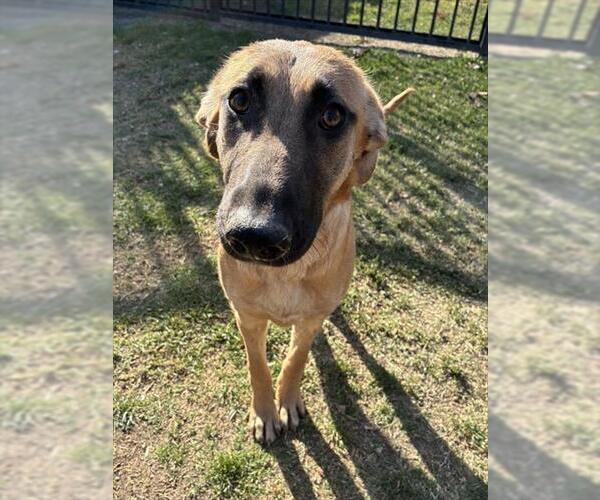 Medium Photo #2 Saluki-Unknown Mix Puppy For Sale in Riverside, CA, USA