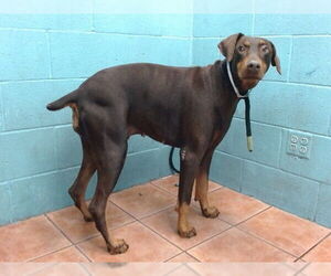 Doberman Pinscher Dogs for adoption in Downey, CA, USA