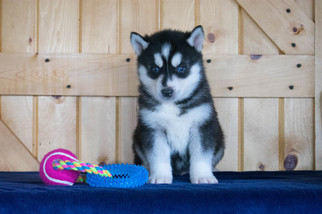 Siberian Husky Puppy for sale in CUYAHOGA FALLS, OH, USA