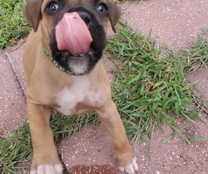 Boxer Puppy for sale in LUTZ, FL, USA