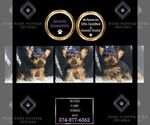Small #1 Yorkshire Terrier