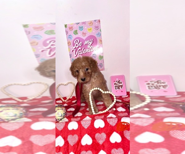 Medium Photo #2 Goldendoodle (Miniature) Puppy For Sale in DUBUQUE, IA, USA