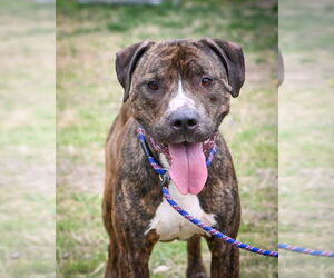 American Pit Bull Terrier Dogs for adoption in Glen Allen, VA, USA