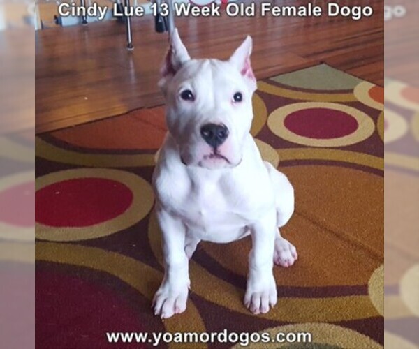 Medium Photo #168 Dogo Argentino Puppy For Sale in PINEVILLE, MO, USA