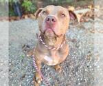 Small #2 American Pit Bull Terrier