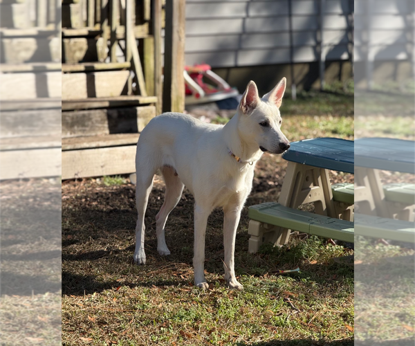 Medium Photo #11 Australian Shepherd-white german shepherd Mix Puppy For Sale in Holly Springs, NC, USA