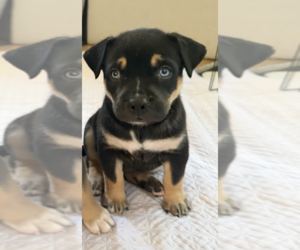 American Staffordshire Terrier-Unknown Mix Dogs for adoption in Holly Springs, NC, USA