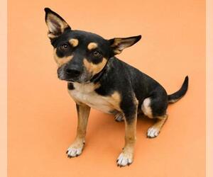 German Shepherd Dog-Unknown Mix Dogs for adoption in HESPERIA, CA, USA