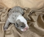 Small Photo #7 Olde English Bulldogge Puppy For Sale in CHETEK, WI, USA