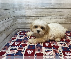 Cavachon Puppy for Sale in FULTON, Kansas USA