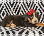 Small Photo #6 Greater Swiss Mountain Dog Puppy For Sale in CHRISTIANA, PA, USA