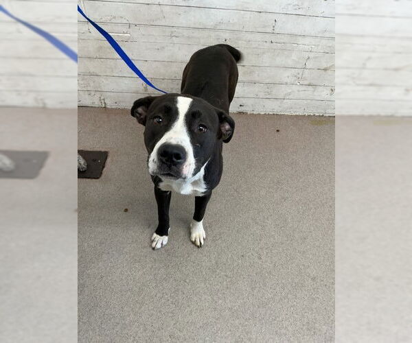 Medium Photo #1 Mutt Puppy For Sale in San Bernardino, CA, USA