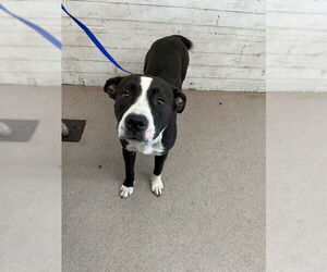 Mutt Dogs for adoption in San Bernardino, CA, USA