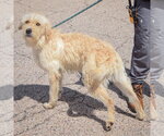 Small #2 Mutt