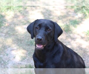 Mother of the Labrador Retriever puppies born on 06/10/2025