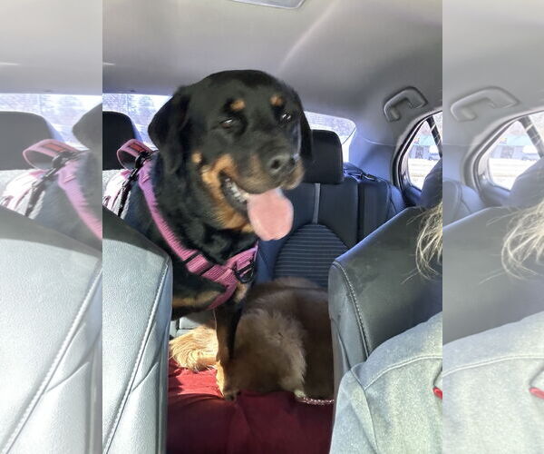 Medium Photo #2 Rottweiler Puppy For Sale in Gulfport, MI, USA