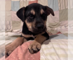 Small #2 Mutt