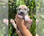 Small #4 American Pit Bull Terrier-Labrador Retriever Mix