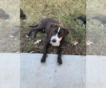 Small Labrador Retriever-Mountain Cur Mix
