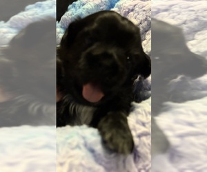 Shih Tzu Puppy for sale in BLUFFTON, SC, USA
