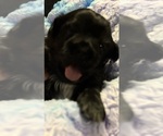 Image preview for Ad Listing. Nickname: Huckleberry