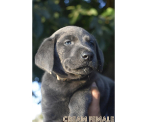 Labrador Retriever Puppy for sale in MERCED, CA, USA