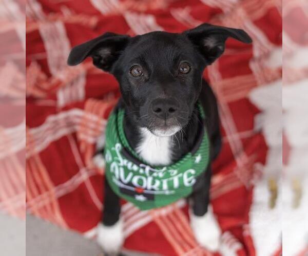 Medium Photo #3 Mutt Puppy For Sale in San Diego, CA, USA