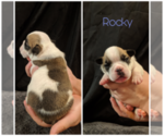 Small Photo #2 English Bulldog Puppy For Sale in HOLDEN, MO, USA