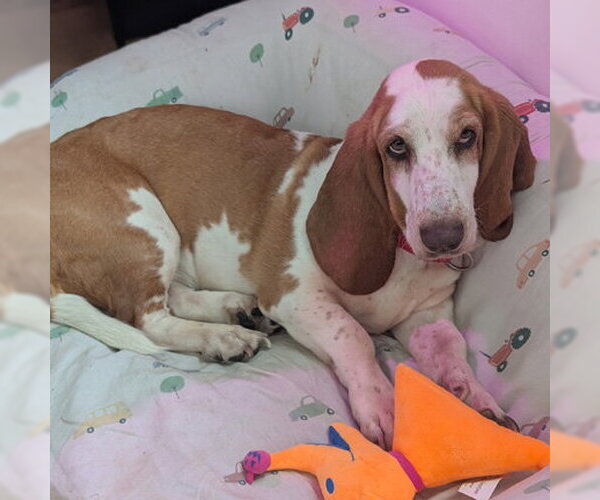 Medium Photo #10 Basset Hound Puppy For Sale in Deepwater, NJ, USA