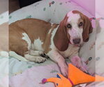 Small #9 Basset Hound