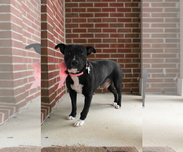 Medium Photo #13 American Staffordshire Terrier-Unknown Mix Puppy For Sale in Holly Springs, NC, USA