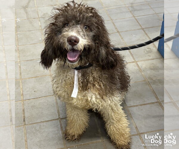 Medium Photo #1 Mutt Puppy For Sale in Washington, DC, USA