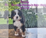 Puppy Beauty Bernese Mountain Dog