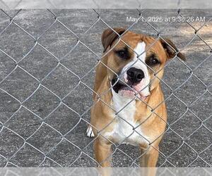 American Pit Bull Terrier-Unknown Mix Dogs for adoption in Ocala, FL, USA