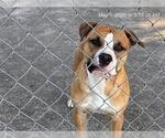 Small American Pit Bull Terrier Mix