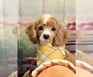 Poodle (Miniature) Dogs for adoption in Lee's Summit, MO, USA