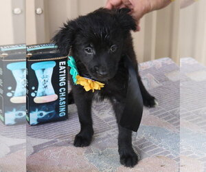 Cairn Terrier Dogs for adoption in Bandera, TX, USA