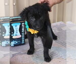 Small Cairn Terrier